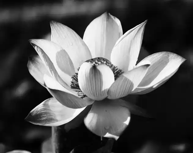 标题:《荷花》黑白片