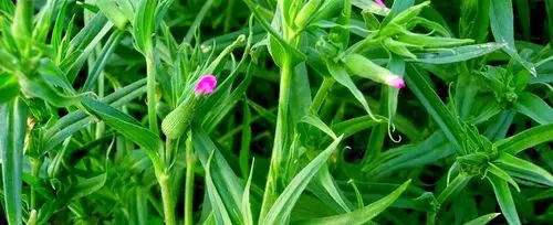 面条菜开的花儿