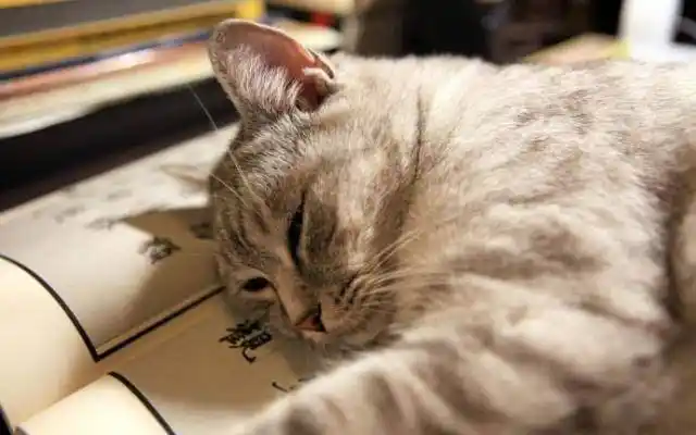 一般人发呆是因为"走神",思想开了小差,不知跑哪去了.