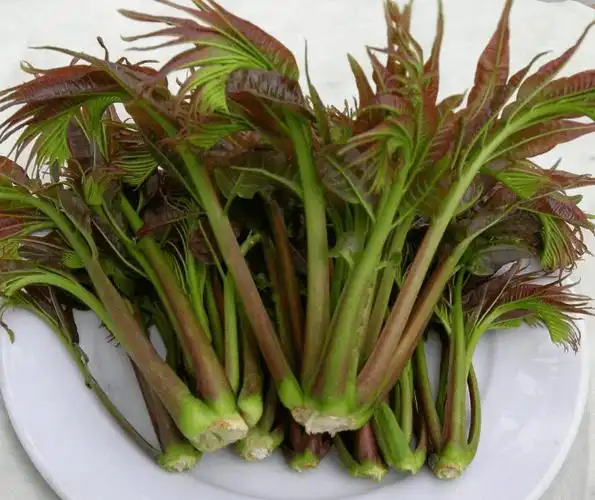 香椿图片高清大图!