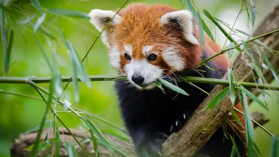 小熊猫,高清图片,电脑桌面-壁纸族