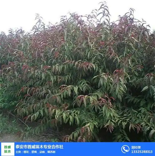 碧桃果实的形态特征