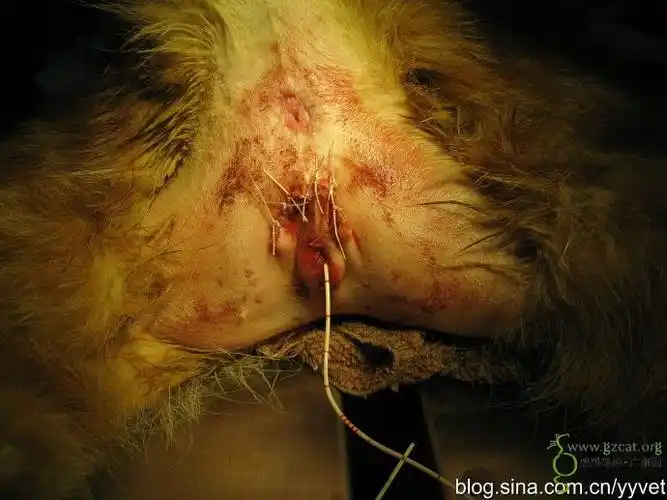 关于公猫下泌尿道问题尿道造口术的一些介绍