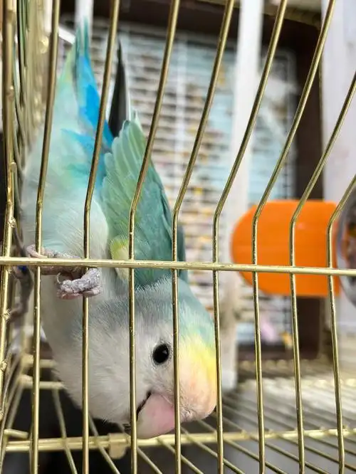 花桃怎么看公母……… 怎么看公母……#牡丹鹦鹉