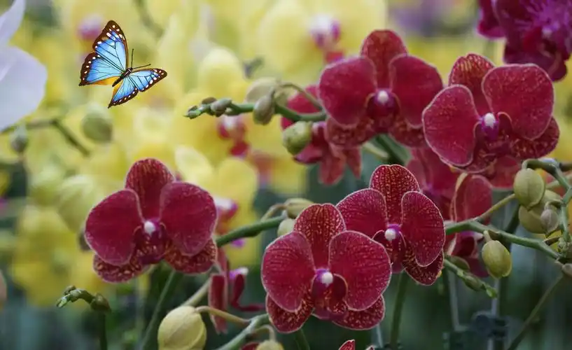 中国人偏爱深红,因为红色代表着热情,红红带来好运,大吉大利