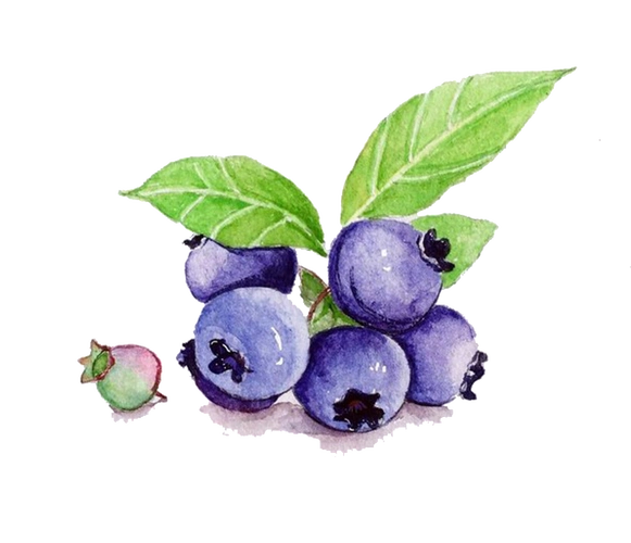 蓝莓水果手绘图片
