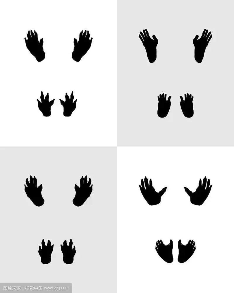 猴子的黑色脚印