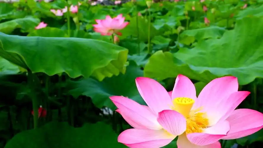 绝美湖北一古村上百亩荷花开了花海层叠惹人心醉