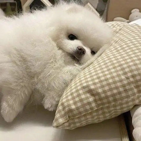 可爱小狗qq头像大全