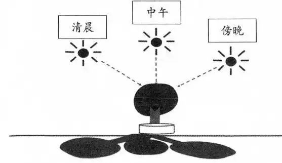 请画出这棵大树的影子在一天之中的变化.中午清晨 傍晚_百度教育