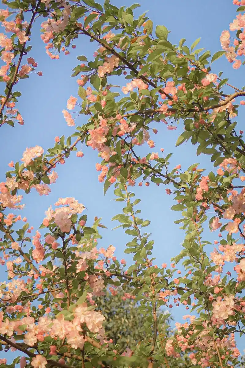 当春天直直扑了个满怀,我以春天问候你,祝福你,它比我了解你更多,爱你