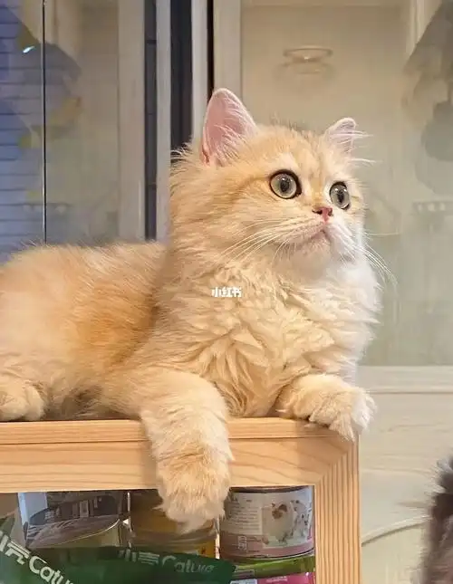 12色长毛金渐层妹妹