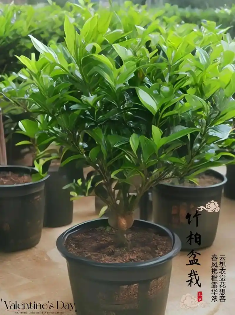 水培竹柏盆栽.#室内绿植盆栽 室内盆栽新宠水培竹柏,它又叫驱 - 抖音