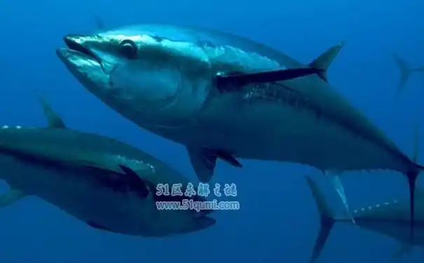 金枪鱼多少钱一斤?金枪鱼三种最好吃的做法 - 未解之谜网