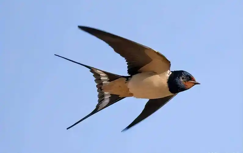 燕子真的从不落在树上?_电线杆_鸟类_起飞