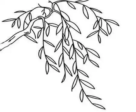 画柳树画柳树的简笔画