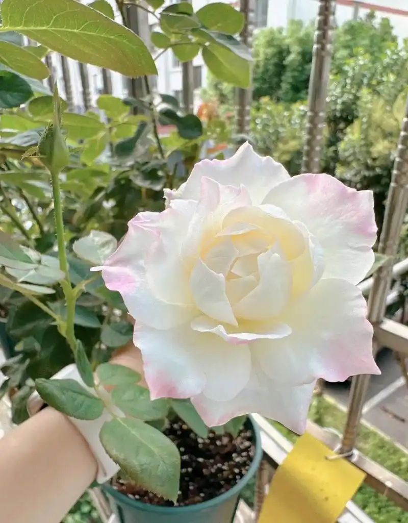 月季六翼天使 两个月长大很多 还出了一个强笋 今天开了一朵花 就剪