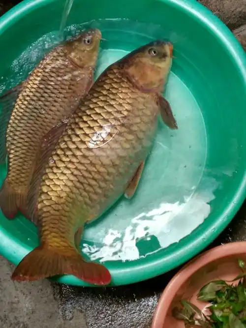 横县湿地公园大江一日玩2016年十一月廿日