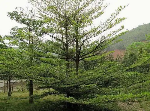 广东常见绿化植物