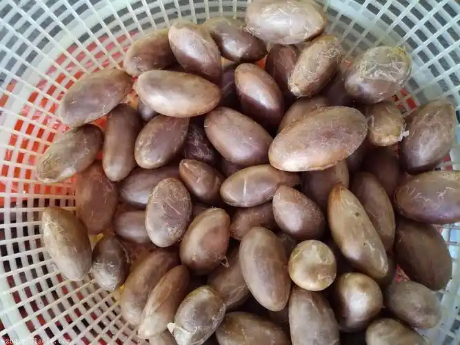 供应墨西哥山竹种子