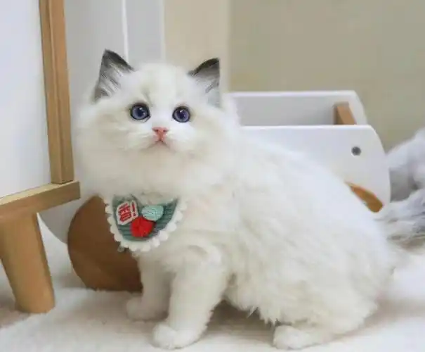 广州佛山猫舍78海双布偶妹妹甜美