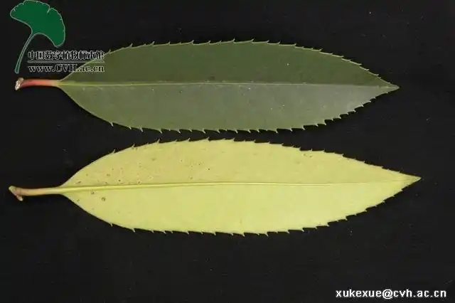 大家看看这是什么树的叶子,边缘锯齿状,很硬,叶片较厚.