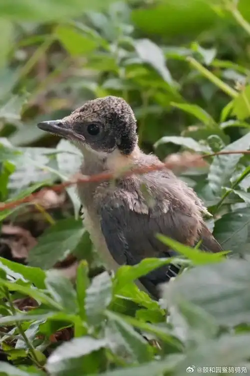 颐和园西堤##玉带桥##灰喜鹊##雏鸟##夏至