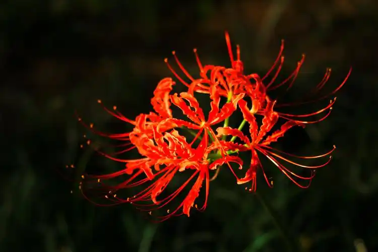 曼珠沙华又叫彼岸花……又有.恶魔的温柔.寓意.