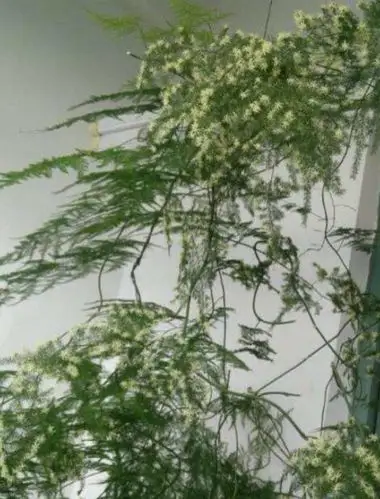 文竹一根枝条长得太长剪与不剪不一样的效果你来决定