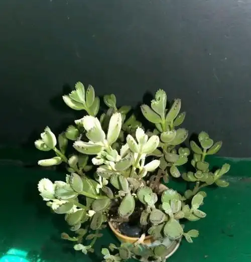 冬天的熊童子会徒长不用担心春天剪剪枝又能长成大胖熊