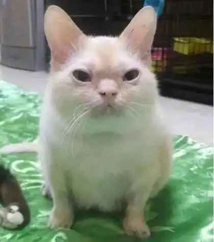 快来看下世界上最丑的猫:你长这样是闹着玩的吗