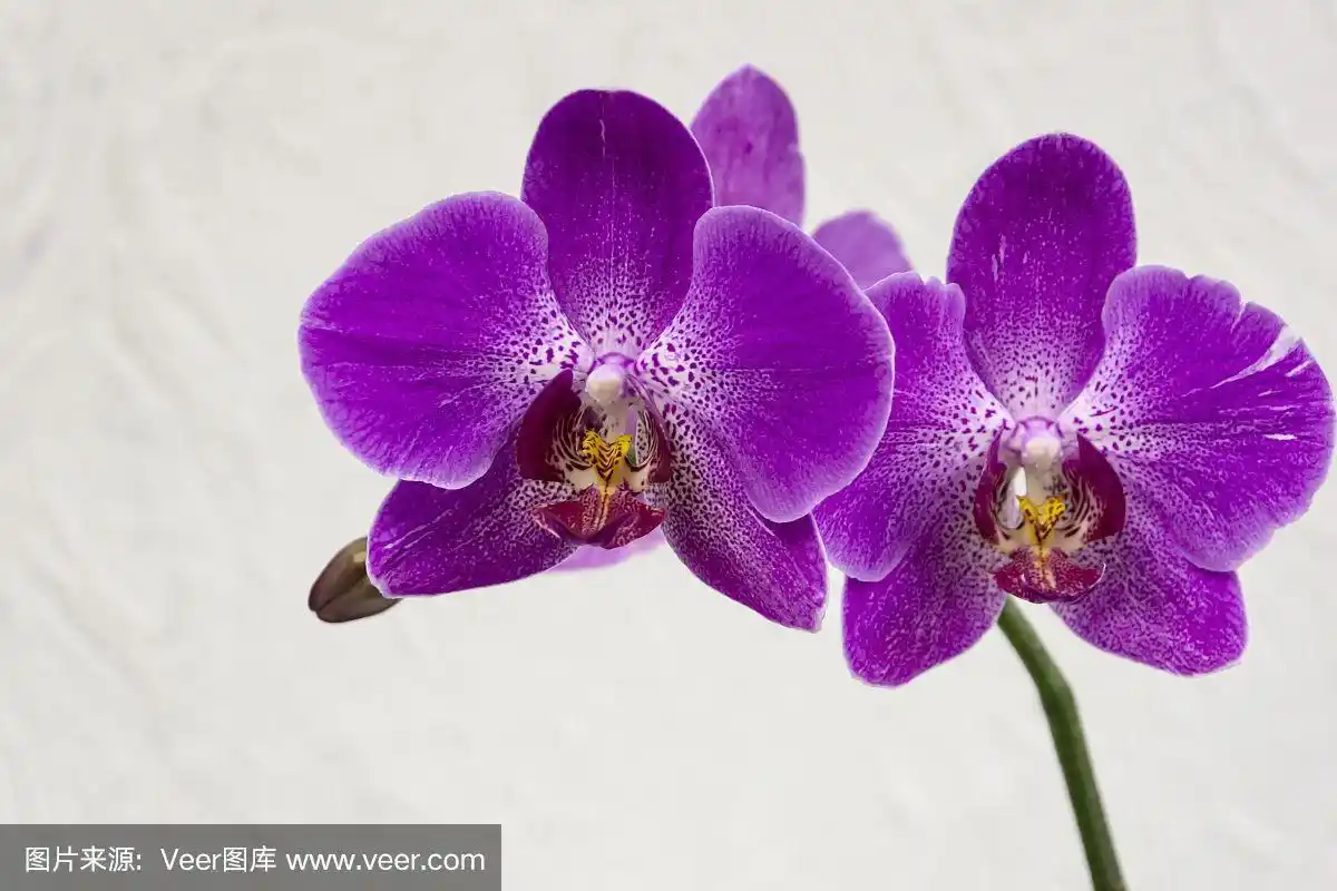 美丽的紫色蝴蝶兰花的特写,蝴蝶兰被称为飞蛾兰或帕尔在白色的墙壁