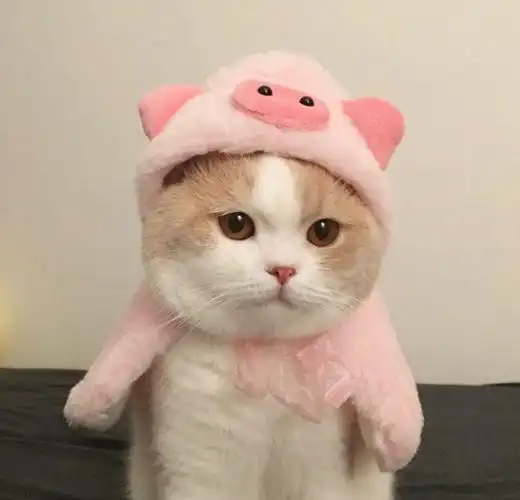 有哪些可爱又不失搞笑的头像? - 知乎