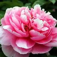 牡丹花 国花高贵的牡丹花朵头像_微信头像图片大全