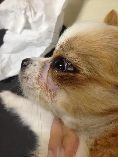 狗狗睫毛粘在眼球上怎么办