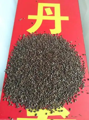 丹参种子种苗种植丹参种植技术指导