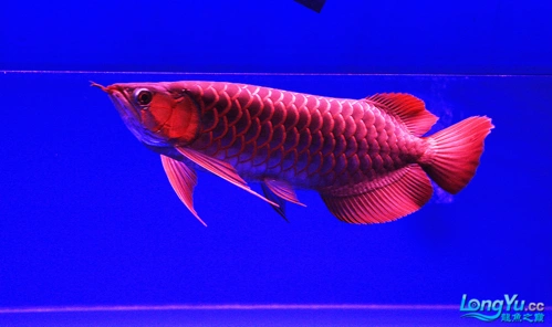 漂亮的红龙鱼不要错过呦