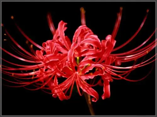 曼珠沙华又名彼岸花