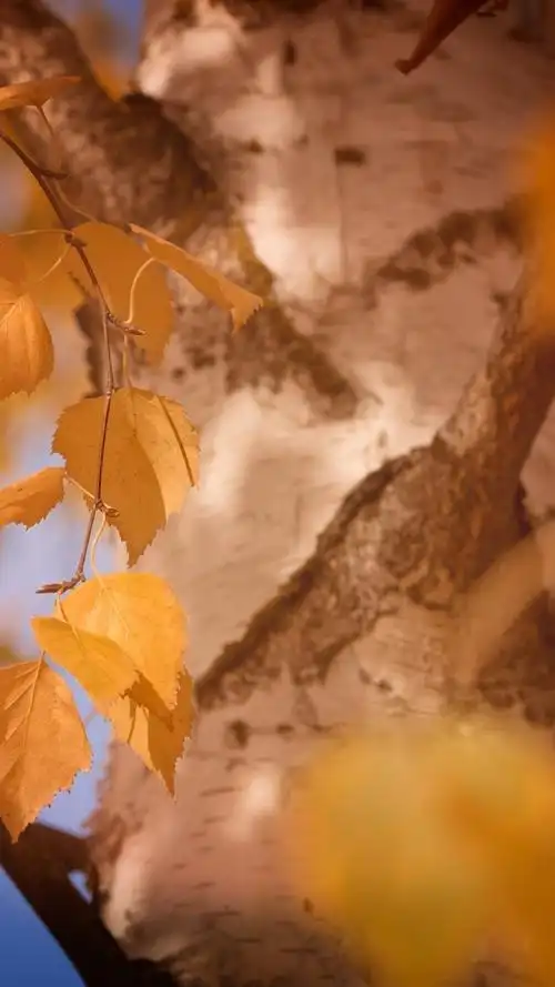 iphone 壁纸 黄叶,树,朦胧