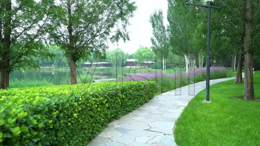 公园绿植_3840x2160_高清视频素材下载(编号:6187470)_实拍视频_vj师