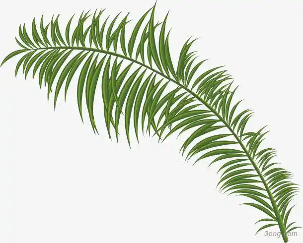 绿色树枝png素材透明免抠图片-动植人物