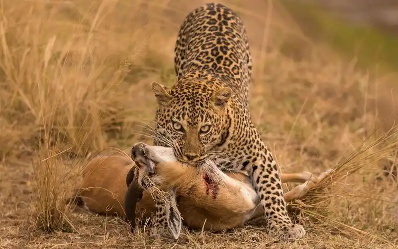 【猫科天生杀手】花豹精彩捕猎混剪,都是我的菜!