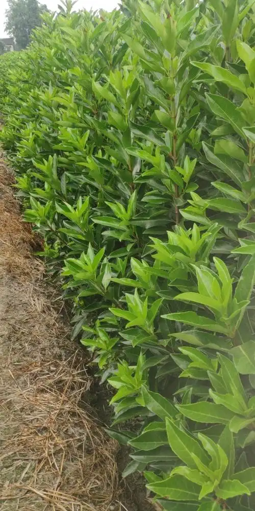 成都法国冬青成都法国冬青价格法国冬青批发基地法国冬青杯苗价格法国