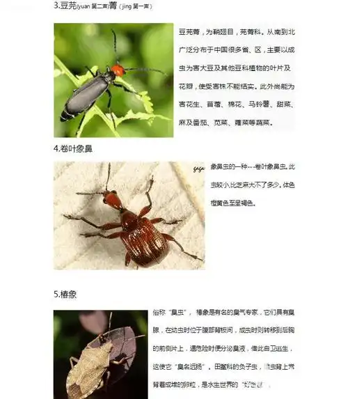 常见的昆虫图片及名称