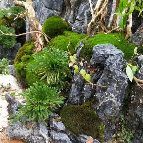 大气的青龙石中式山水水陆缸石青龙石微景观造景石