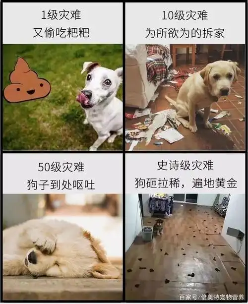 【养狗日常】只要你有养狗狗,那就需要这么做