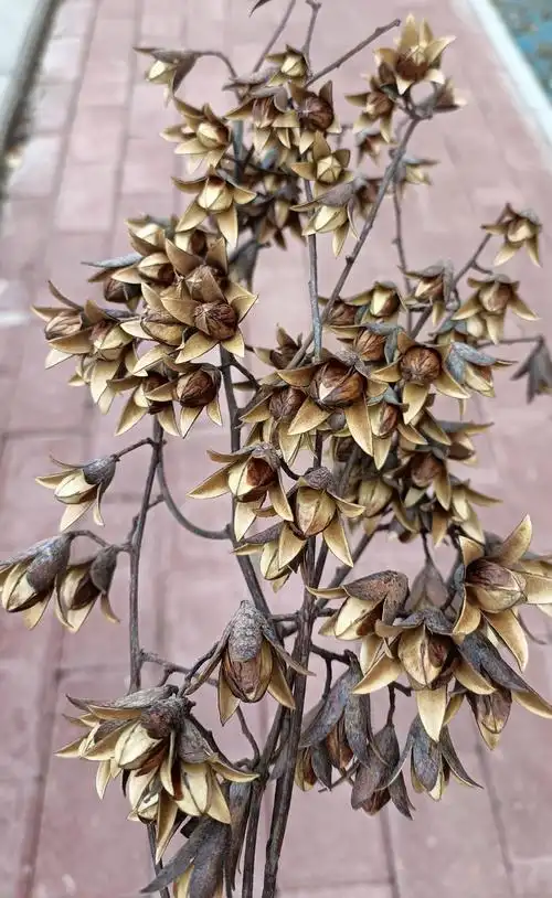 这么漂亮的香椿铃子