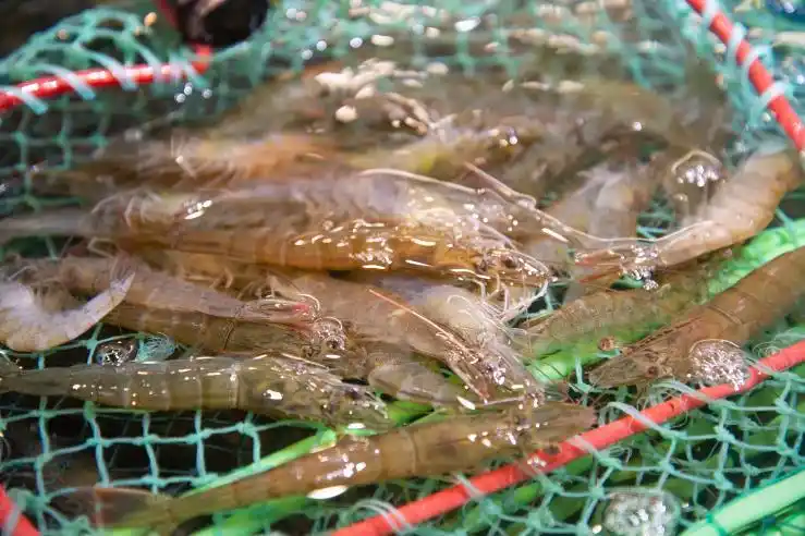 26.9元抢原价58元渤海湾养殖基地直供海白虾!超低优惠先到先得!