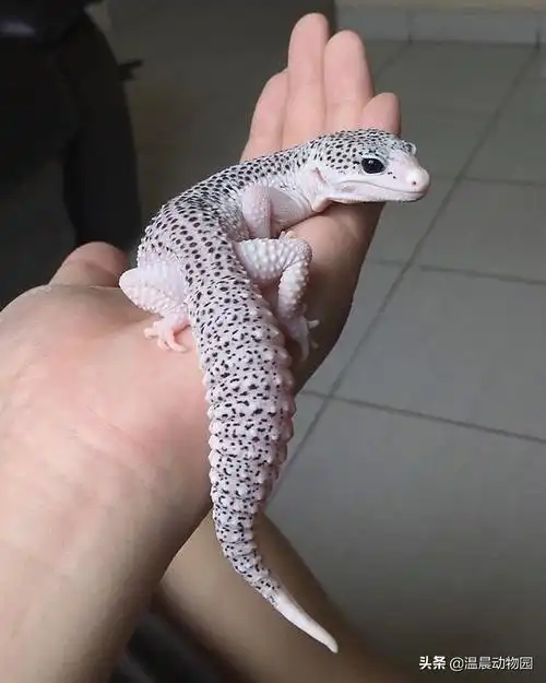 豹纹守宫蜥蜴(豹纹守宫越来越受欢迎的理由不外乎这三个)