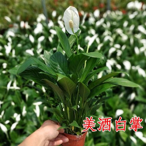美酒白掌 花卉绿植盆栽  客厅室内植物桌面观花盆景 带花美酒白掌(不